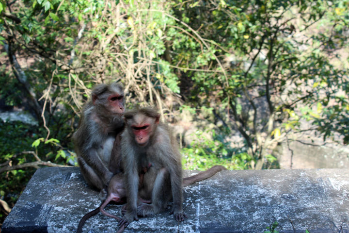 Photo of Thekkady Travel Trails by Sheethal