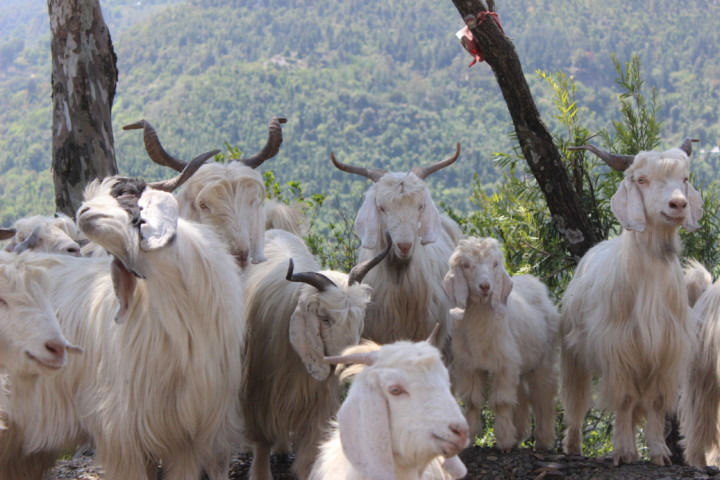 Photo of Charming Chail-Rejuvinating Kufri-Stunning Shimla (Part 1) by Neha jain
