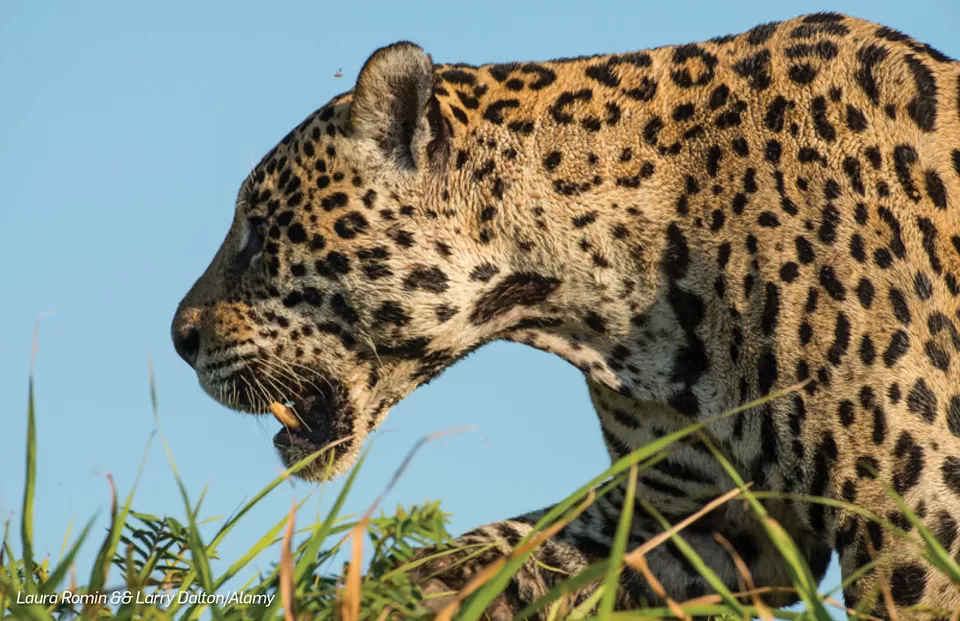 Photo of Pantanal - State of Paraná, Brazil by Travel+Leisure India & South Asia