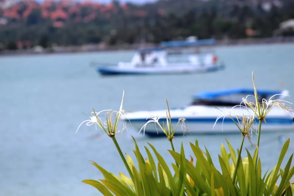 Photo of Ko Samui Surat Thani Thailand by Srijita Kundu