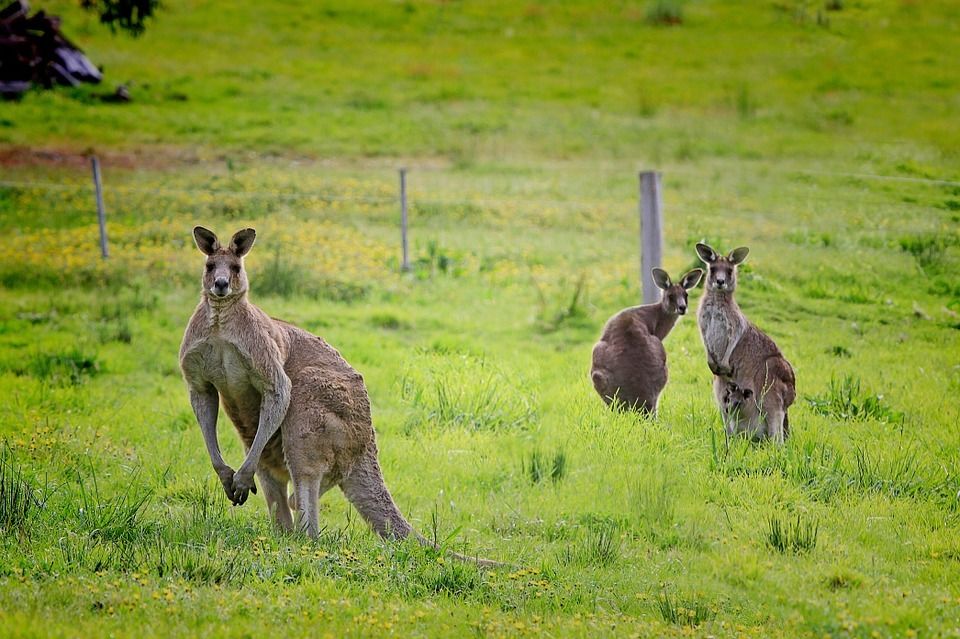 Photo of Kangaroo Island, South Australia, Australia by Sreshti Verma