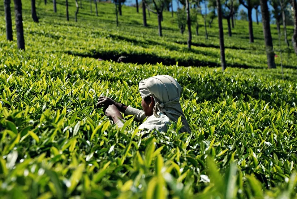 Photo of Coonoor, Tamil Nadu, India by Tripoto