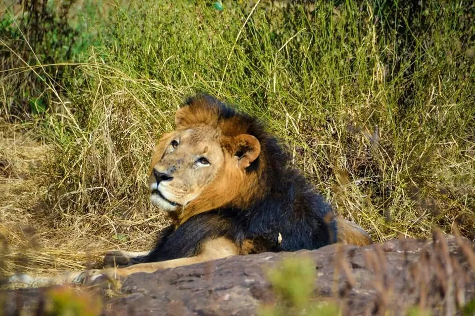Photo of Nairobi Safari Walk, Nairobi, Nairobi County, Kenya by Trippy Passports