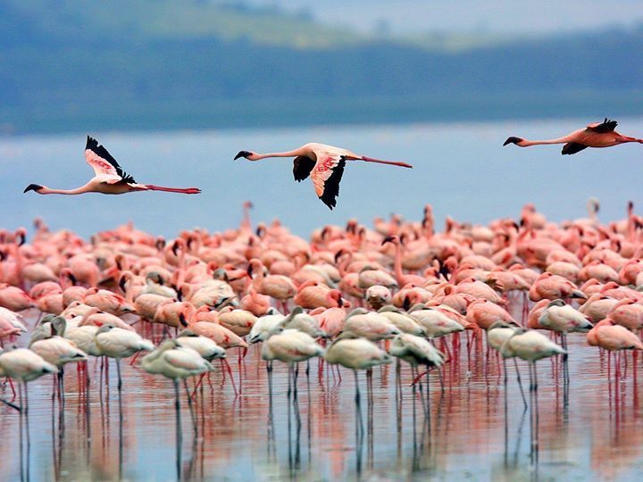 Photo of Nalsarovar, Gujarat, India by Tanushree Patwa