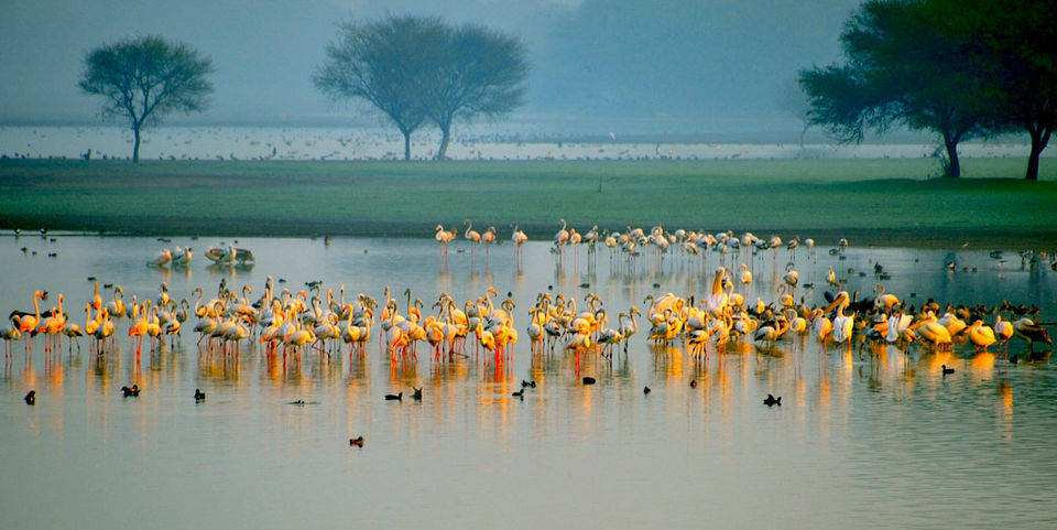 Photo of Thol Bird Sanctuary, Thol, Gujarat, India by Tanushree Patwa
