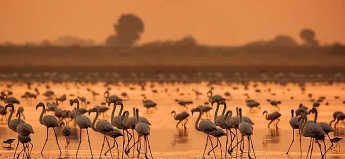 Photo of Wild Life Sanctuary, Rann of Kutch, Gujarat, India by Tanushree Patwa