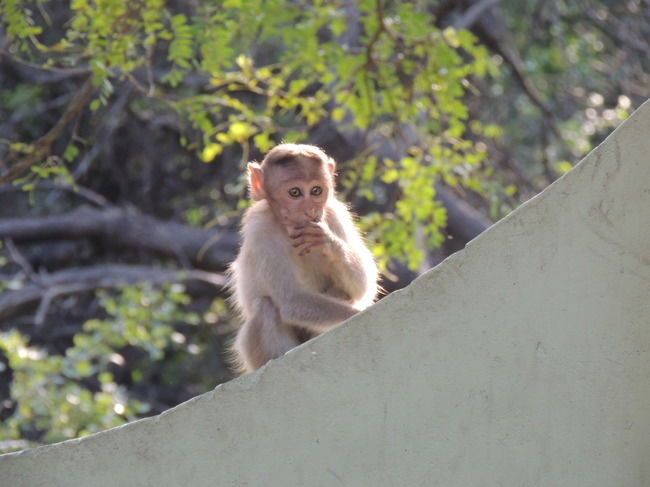 Photo of Thekkady, Kerala, India by Deepanvita Sharma
