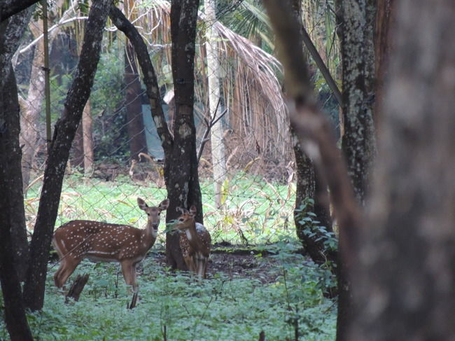 Photo of Thekkady, Kerala, India by Deepanvita Sharma