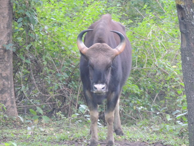 Photo of Thekkady, Kerala, India by Deepanvita Sharma