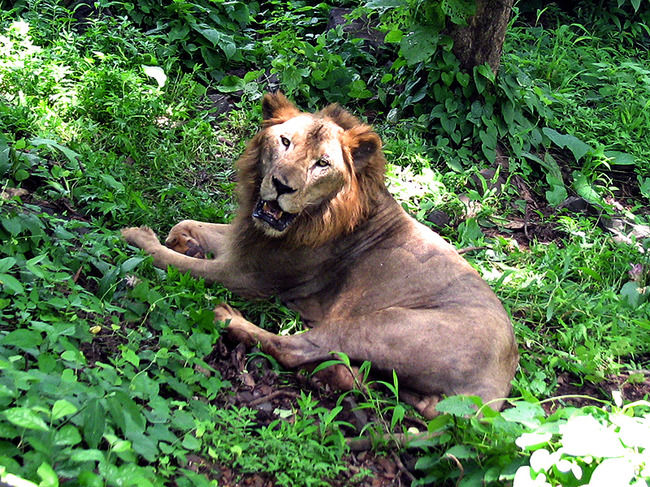 Photo of Sanjay Gandhi National Park, Mumbai, Maharashtra, India by Aditi Majumder