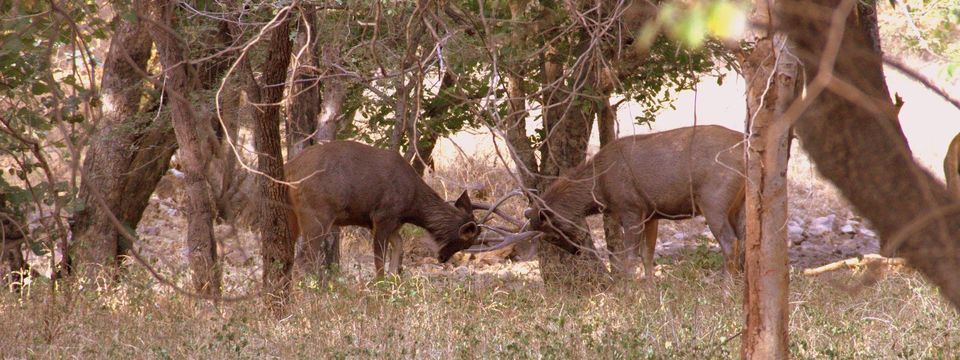 Photo of Call Of The Wild: Best Wildlife Sanctuaries of Rajasthan by Saumiabee