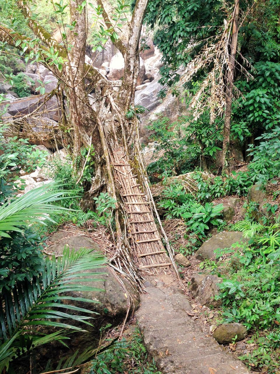 Photo of Meghalaya: An unplanned adventure by my travel trails
