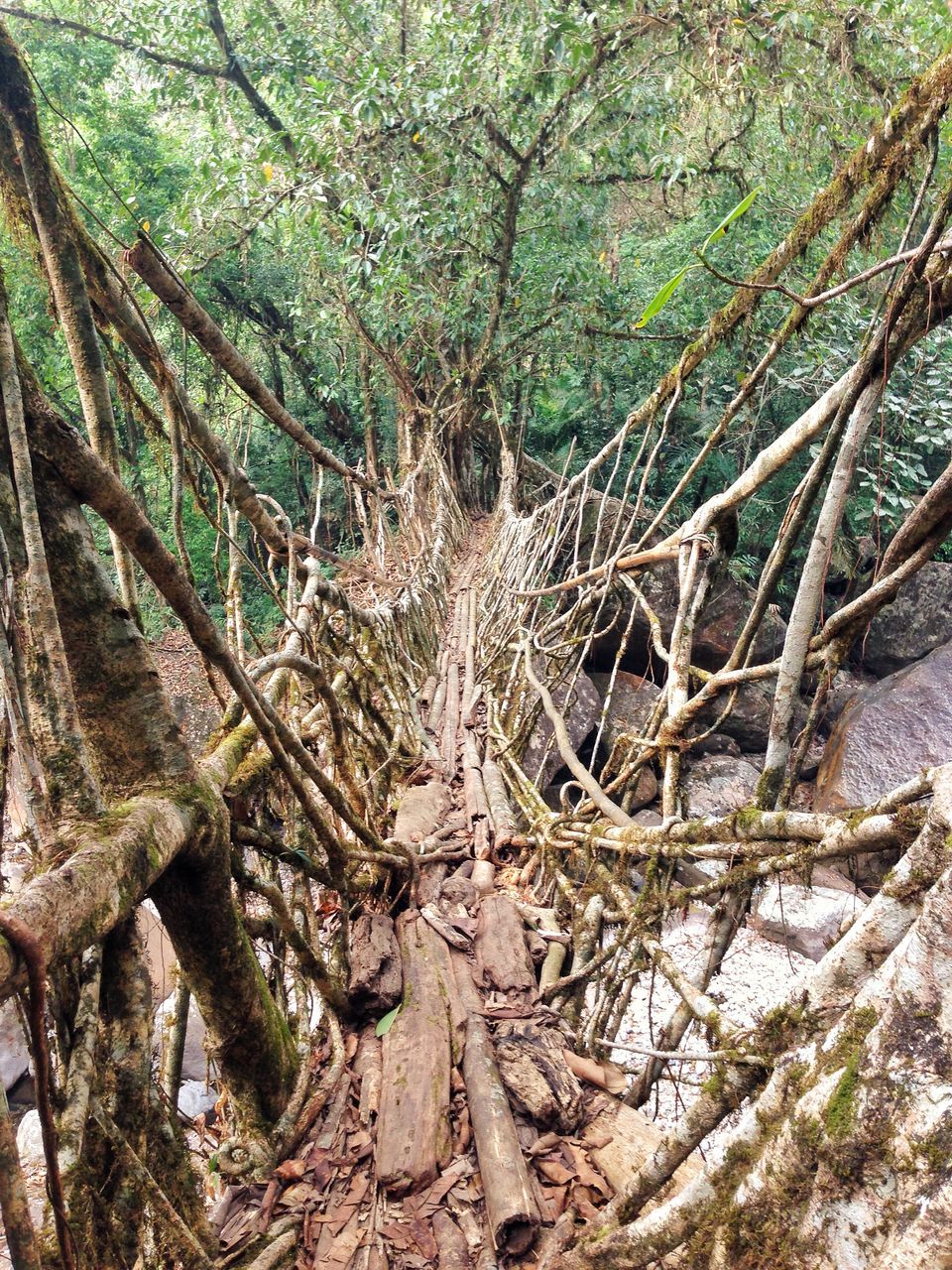 Photo of Meghalaya: An unplanned adventure by my travel trails