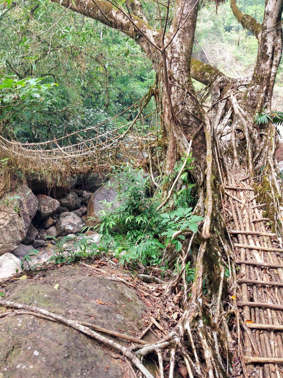 Photo of Meghalaya: An unplanned adventure by my travel trails