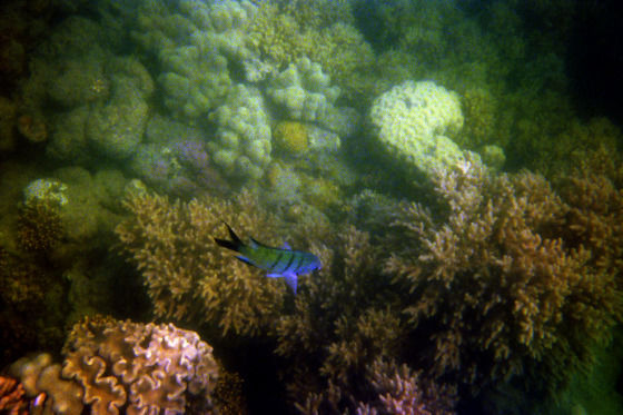 Photo of Banana rafts, white beaches and the Great Barrier Reef by Becky Mahan