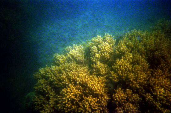 Photo of Banana rafts, white beaches and the Great Barrier Reef by Becky Mahan