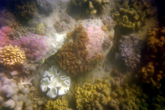 Photo of Banana rafts, white beaches and the Great Barrier Reef by Becky Mahan
