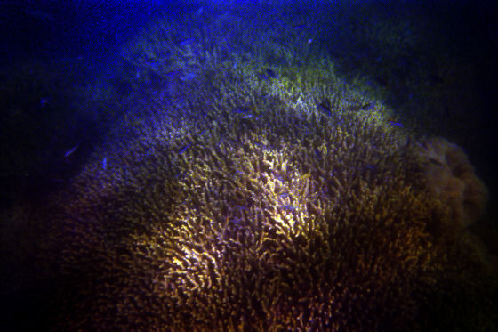 Photo of Banana rafts, white beaches and the Great Barrier Reef by Becky Mahan