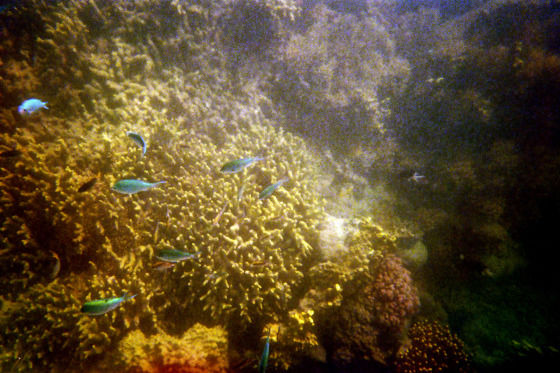 Photo of Banana rafts, white beaches and the Great Barrier Reef by Becky Mahan