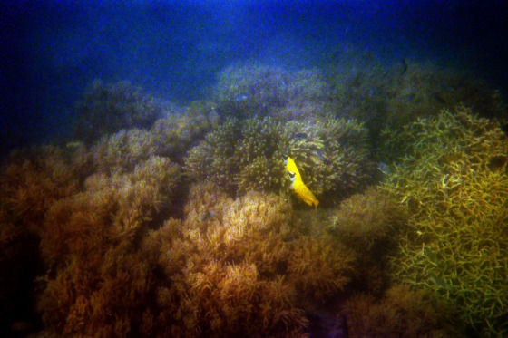 Photo of Banana rafts, white beaches and the Great Barrier Reef by Becky Mahan