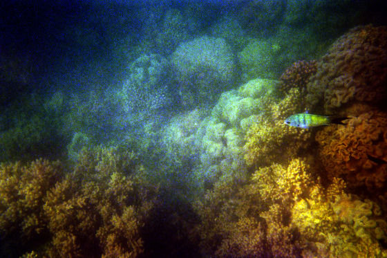 Photo of Banana rafts, white beaches and the Great Barrier Reef by Becky Mahan