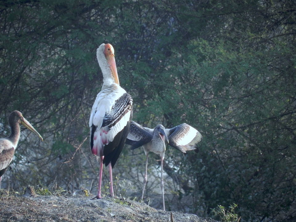 Photo of Bharatpur Bird Sanctuary, Bharatpur, Rajasthan, India by Aakanksha Magan