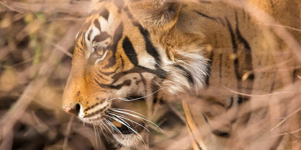 Photo of The Oberoi Vanyavilas Is Offering The Thrill Of The Jungle And The Romance Of A Private Getaway by Aakanksha Magan