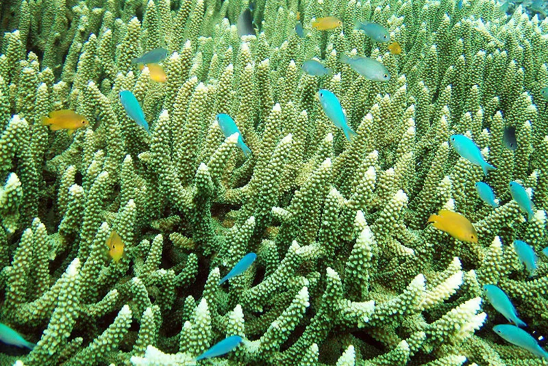 Photo of These Islands On The Shores Of Indonesia Offer A Taste Of The Best Scuba Diving In The World by Aakanksha Magan