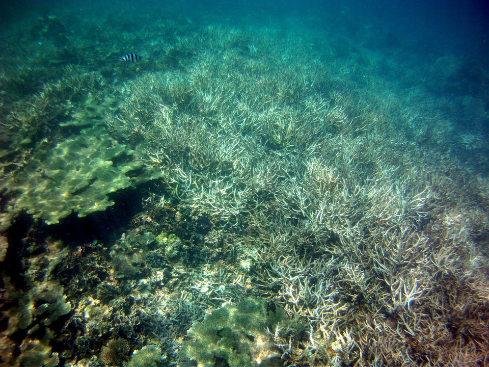 Photo of These Islands On The Shores Of Indonesia Offer A Taste Of The Best Scuba Diving In The World by Aakanksha Magan