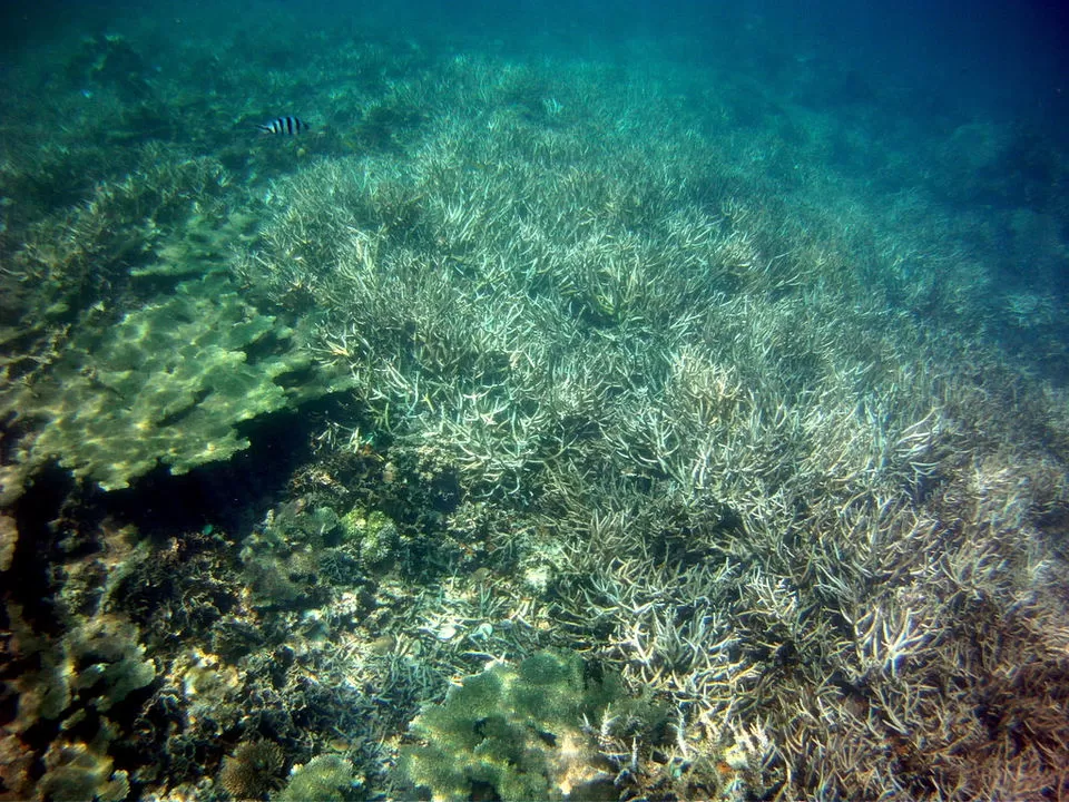 Photo of These Islands On The Shores Of Indonesia Offer A Taste Of The Best Scuba Diving In The World by Aakanksha Magan