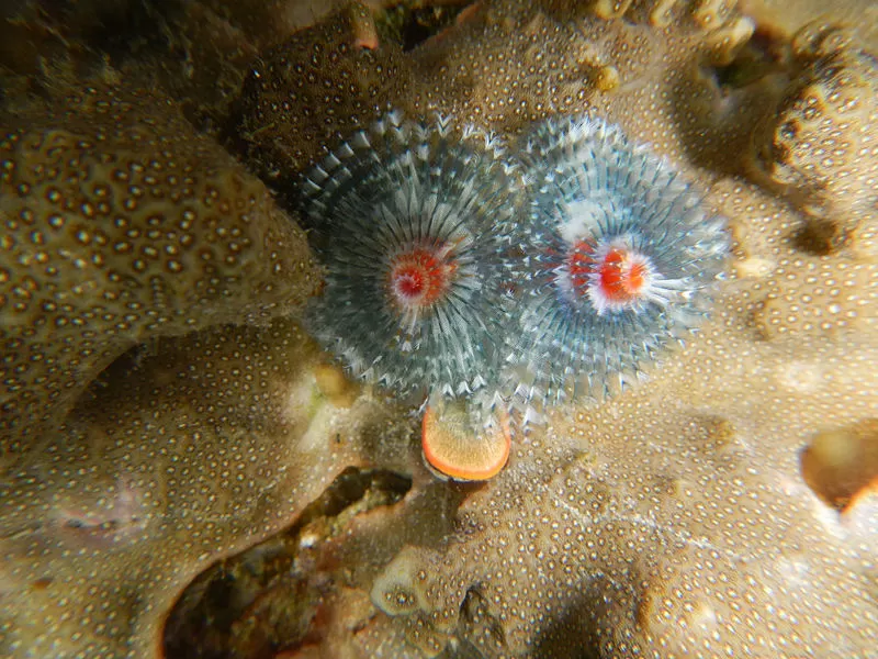 Photo of These Islands On The Shores Of Indonesia Offer A Taste Of The Best Scuba Diving In The World by Aakanksha Magan