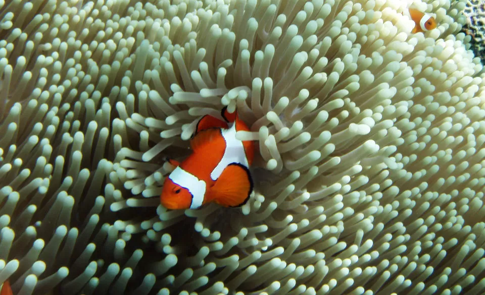 Photo of These Islands On The Shores Of Indonesia Offer A Taste Of The Best Scuba Diving In The World by Aakanksha Magan