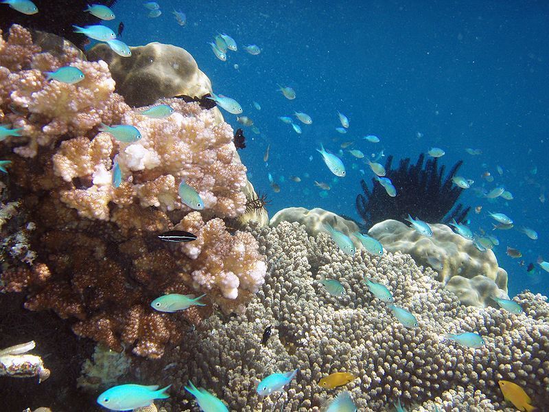 Photo of These Islands On The Shores Of Indonesia Offer A Taste Of The Best Scuba Diving In The World by Aakanksha Magan
