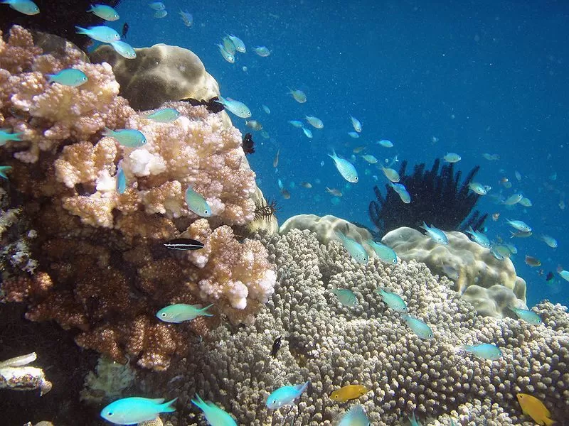 Photo of These Islands On The Shores Of Indonesia Offer A Taste Of The Best Scuba Diving In The World by Aakanksha Magan