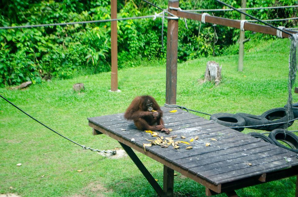Photo of Sepilok Orangutan Rehabilitation Centre, Jalan Sepilok, Sepilok, Sandakan, Sabah, Malaysia by Rohan Sood