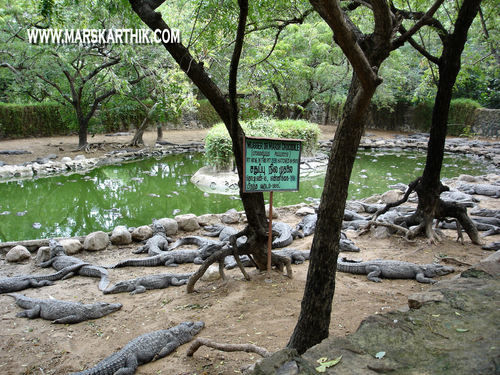 Photo of Crocodile Park, State Highway 49, Vada Nemmeli, Tamil Nadu, India by Subhraleena Deka