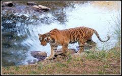 Photo of Kachida, Kacheeda Kalan, Rajasthan, India by Cauvery Nair