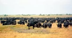 Photo of Savute Elephant Camp, Chobe National Park, Chobe, North West, Botswana by Amanda