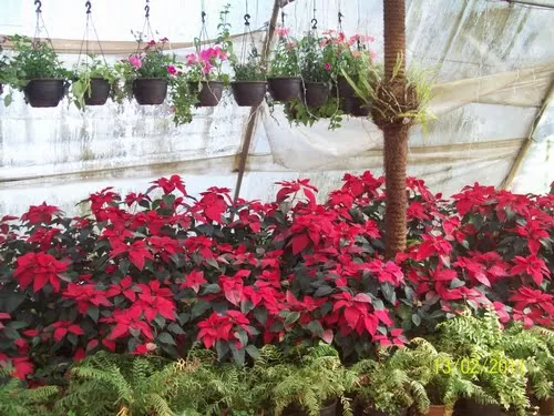 Photo of Mapro Garden, Gureghar, Maharashtra, India by Ruchi Jain
