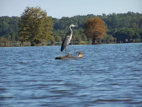 Photo of Noxubee National Wildlife Refuge, Bluff Lake Road, Brooksville, Noxubee County, MS, United States by Jim O'Donnell