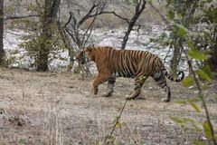 Photo of Kachida, Kacheeda Kalan, Rajasthan, India by Cauvery Nair
