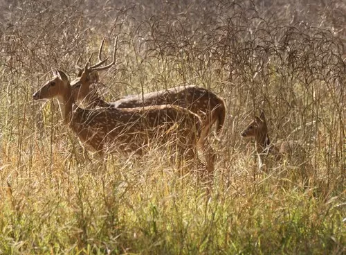 Photo of Sariska Tiger Reserve, Alwar, Rajasthan, India by Suchismita Bose
