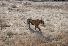 Photo of Kachida, Kacheeda Kalan, Rajasthan, India by Cauvery Nair