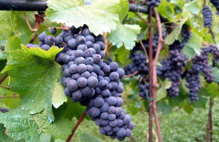 Photo of Alpine winery, Mandya, Karnataka, India by Zubin Jagtiani