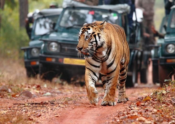 Photo of Bandhavgarh National Park, Tala, Madhya Pradesh, India by Arundhati Sridhar