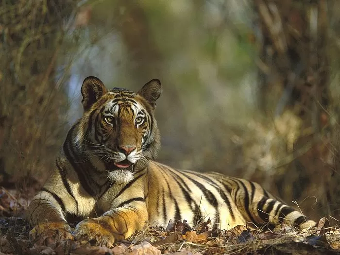 Photo of Bandhavgarh National Park, Gohadi, Madhya Pradesh, India by Harminder Kaur