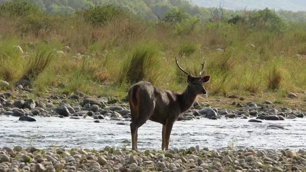 Photo of Ramnagar, Uttarakhand, India by Somesh Goyal
