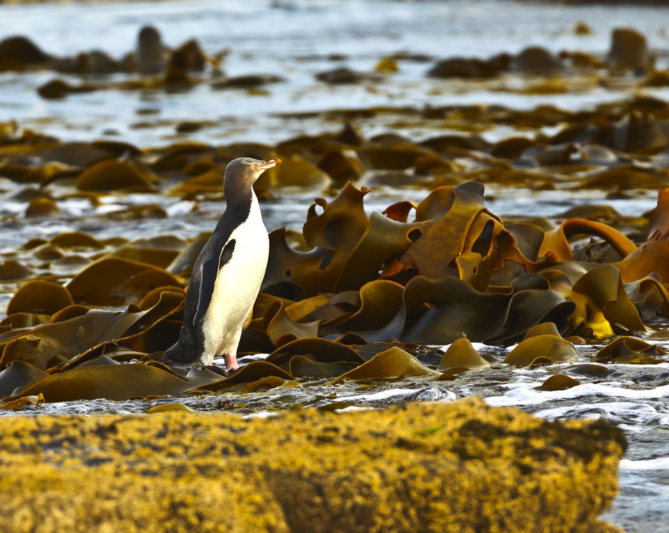 Photo of Curio Bay, Curio Bay 9884, New Zealand by Terry Gardner