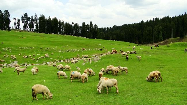Photo of Doodhpathri by Gunjan Upreti