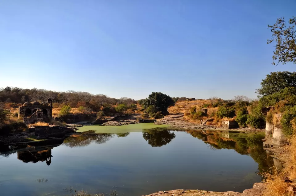 Photo of Ranthambore National Park, Sawai Madhopur, Rajasthan, India by Suchismita Bose